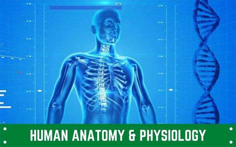 Anatomy And Physiology Pharmd Guru