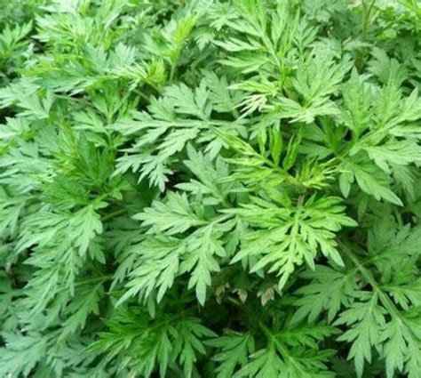 Mugwort Seeds 500 Perennial Herb Plants Artemisia Vulgaria