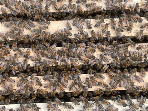 The Hives of Highfield: Exquisite Dorset Honey & Bees