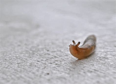 Dancing Slug Slug GIF - Dancing Slug Slug Happy - Discover & Share GIFs