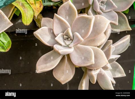 Graptopetalum Paraguayense Stock Photo Alamy