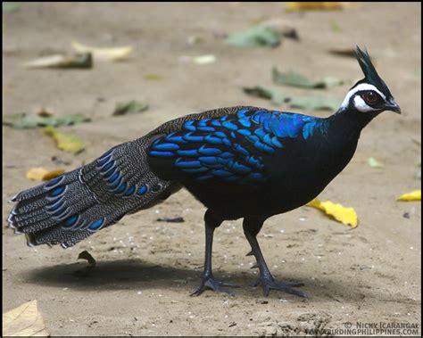 Birds from Palawan | | :: Birding Adventure Philippines | Guided birdwatching tours anywhere in ...