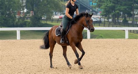 Trainer Tuesday: What are Some Good Exercises for a Horse that ...