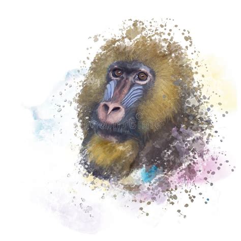 Mico Macaco Retrato Aquarela Foto De Stock Imagem De Arte Animais