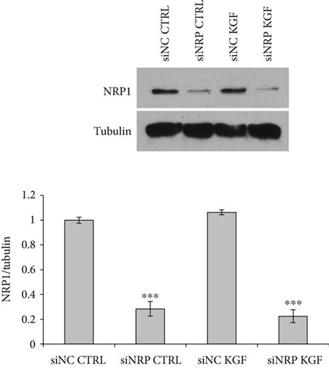 Effect Of Nrp1 Silencing On Kgf Mediated Phosphorylation Of Erk