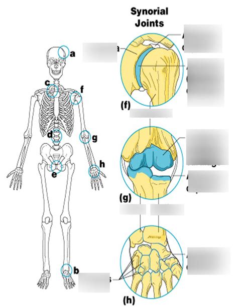 Synovial Joints Diagram Quizlet