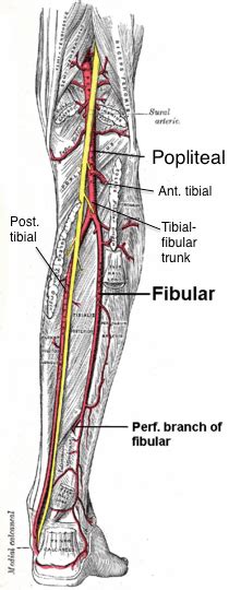 Popliteal Artery