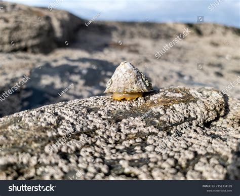 290 Common Limpet Royalty-Free Photos and Stock Images | Shutterstock