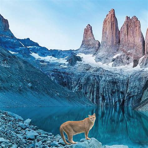 Pumas in Patagonia, Puma Tracking in Patagonia