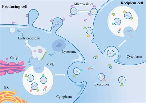 Cell Cell Communication By Extracellular Vesicles Download Scientific Diagram