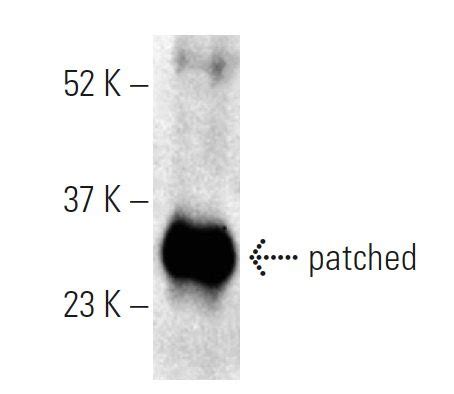 Patched Ptch H Scbt Santa Cruz Biotechnology