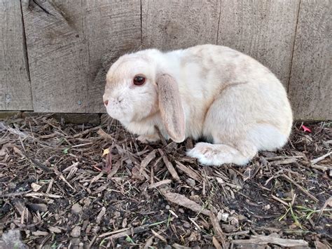 Red New Zealand rabbits – Rabbits for Sale