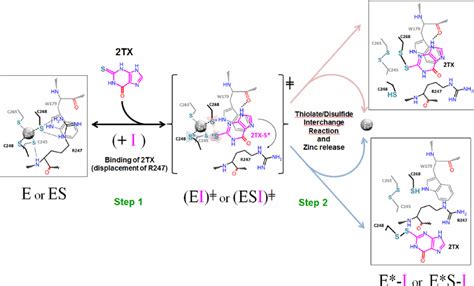 Molecular Mechanism For Tx Induced Fpg Znf Oxidation Although Kinetic