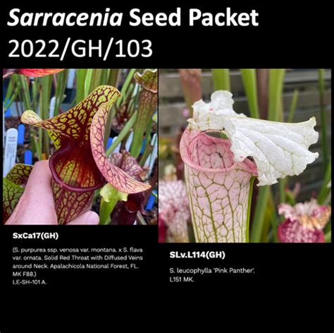 Gh Sarracenia Seeds Mysite