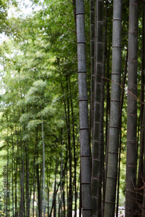 Beautiful bamboo forest Stock Photo | Adobe Stock