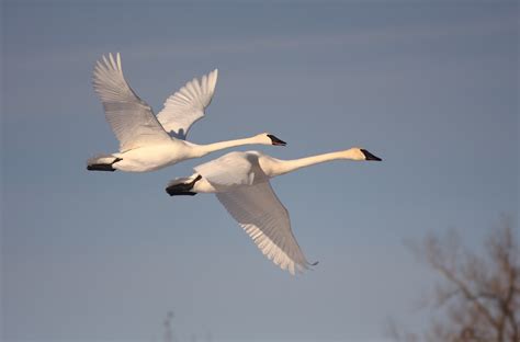 One Thousand Days in Nature: Trumpeter Swans of February