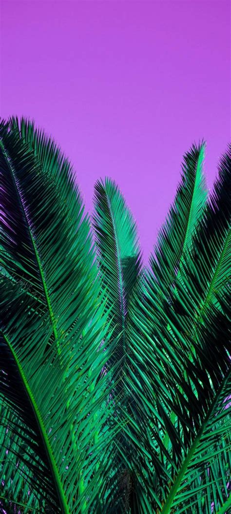 Palm Tree Leaves Wallpaper