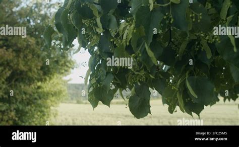 Linden tree seeds Stock Videos & Footage - HD and 4K Video Clips - Alamy