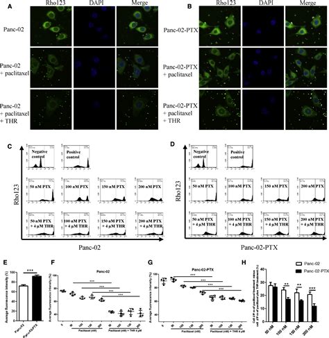 FoxM1 Induced Paclitaxel Resistance Via Activation Of The FoxM1 PHB1