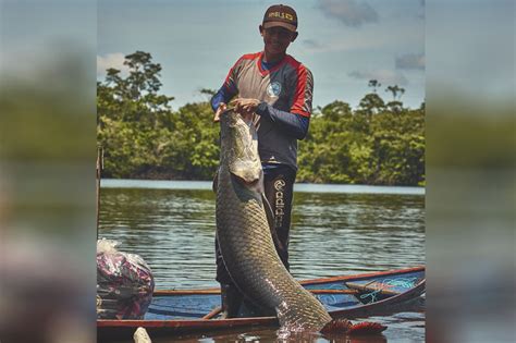 Governo Apresenta Manejo Da Pesca Como Bioeconomia No Amazonas