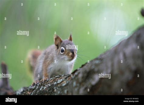 Baby red squirrel Stock Photo - Alamy