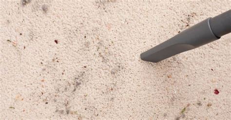 How to Get Rid of Ants in Carpet: Control & Prevention Guide