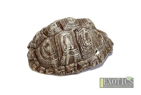 Resin Tortoise Shell – Small – Ultimate Exotics