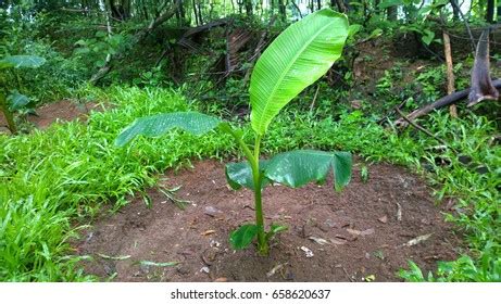 44 Nendran banana plant Images, Stock Photos & Vectors | Shutterstock