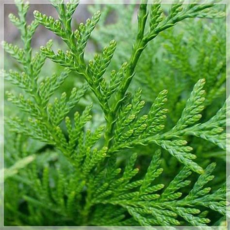 Tuia Verde Thuja Plicata Dura