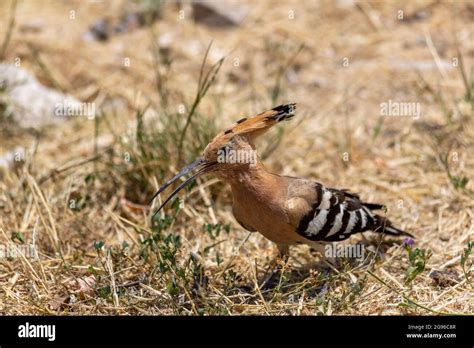 El hoopoe euroasiático Upupa epops es la especie más extendida del