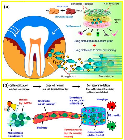 Periodontal Ligament Stem Cells