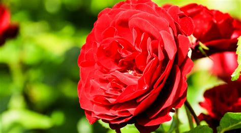 31 Different Types of Beautiful Red Rose Varieties