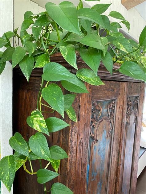 Pothos Varieties 17 Beautiful Types To Get Your Hands On