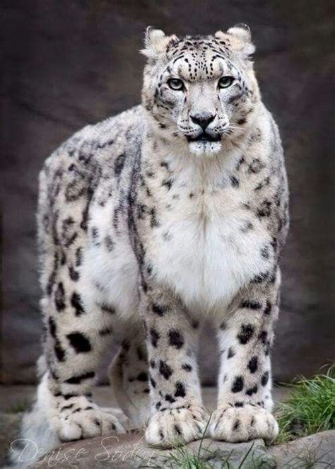 Snow Leopard | Cute animals, Beautiful cats, Animals