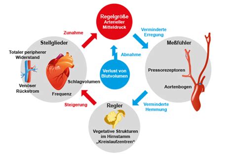 Vegetatives Nervensystem Und Seine Funktionen