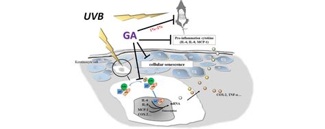 Topical Application Of Glycolic Acid Suppresses The UVB Induced IL 6