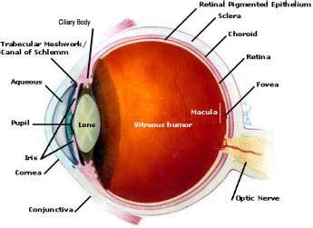 Ciliary body