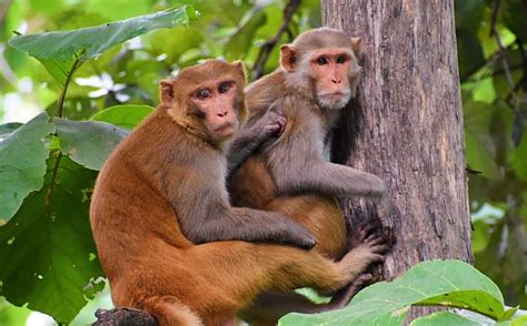 Male Macaque Monkeys Are Having Lots Of Gay Sex Scientists Say