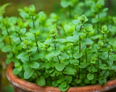 Cultiver de la menthe à la maison Jardin de Grand Meres