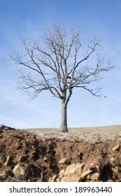 Naked Tree On Dry Land Stock Photo 189963440 Shutterstock