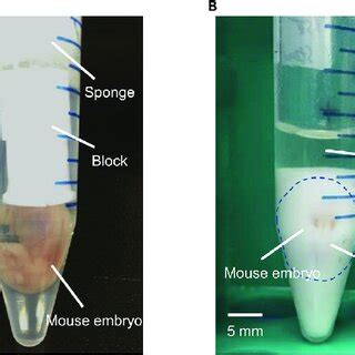 Representative Photos Of Mouse Embryo With FC43 Or PS PBS A A Photo