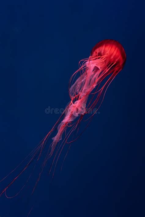 Group Of Glow Jellyfish Chrysaora Plocamia In Blue Water Diving