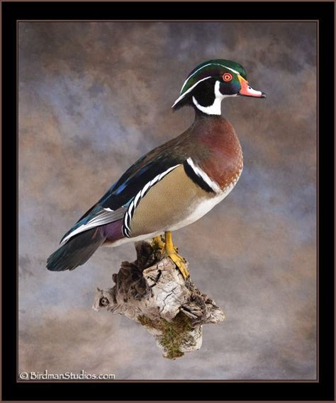 Wood Duck Mount Wood Duck Mounts Duck Mount Bird Taxidermy