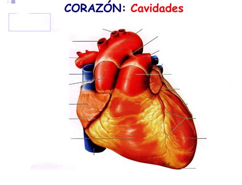 Juegos de Ciencias Juego de corazón cavidades cara esternal Cerebriti