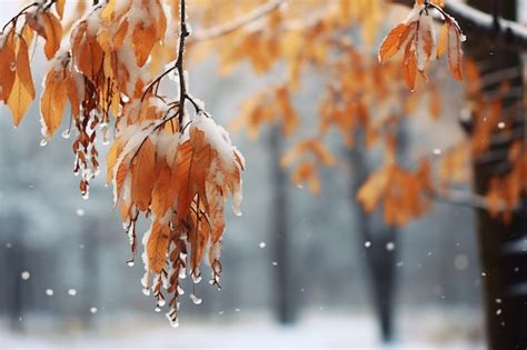 Free Photo Dry Autumn Leaves With Snow During Beginning Of Winter