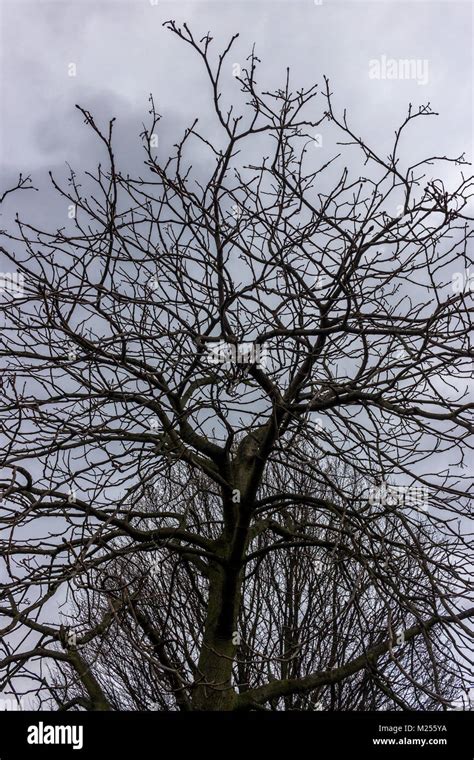 Silhouetted Winter Trees In Hilly Fields Brockley Stock Photo Alamy