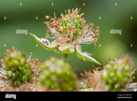 Blackberry Transformation Flower To Fruit Germany Stock Photo Alamy