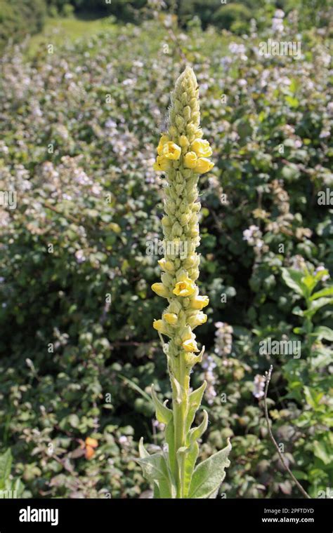 Great Mullein Verbascum Thapsus Pharyngeal Great Mullein Flowering