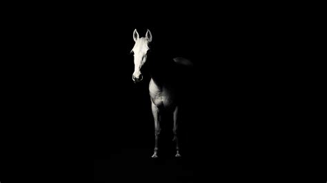 Black Horse Wallpapers - 4k, HD Black Horse Backgrounds on WallpaperBat