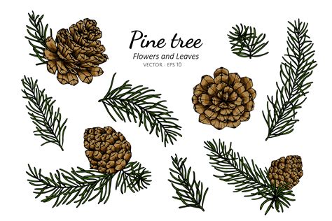 Pine Cone And Leaf Hand Drawn Botanical Illustration 1176952 Vector Art At Vecteezy